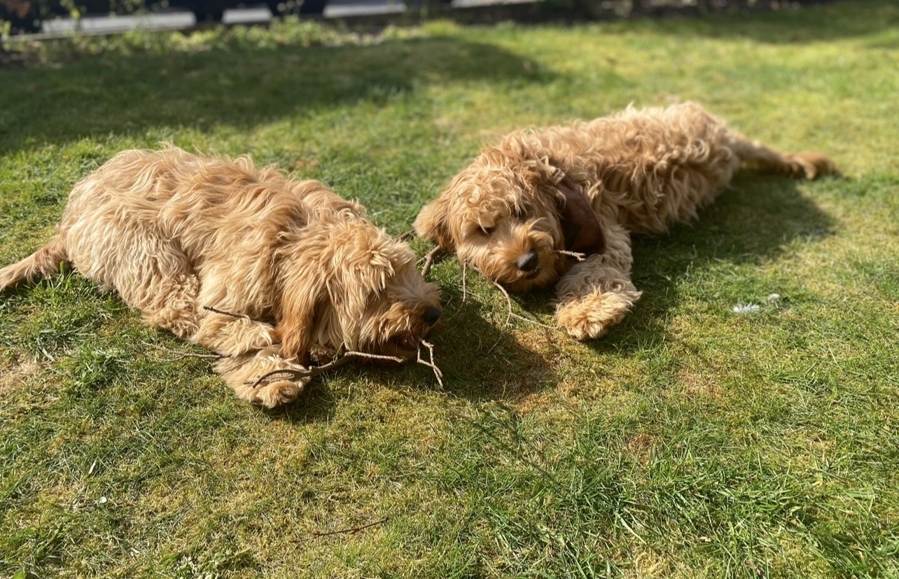 Two dogs playing together on the grass